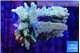 Acropora rainbow premium 7-11 cm WYSIWYG acclimaté