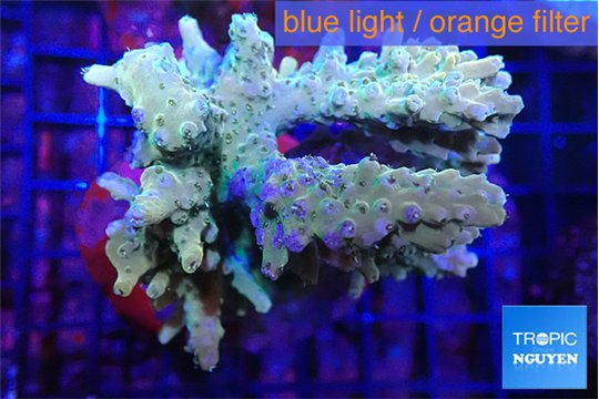 Acropora rainbow premium 7-11 cm WYSIWYG acclimaté