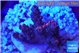 Acropora hyacinthus pink 2-4 cm WYSIWYG acclimaté