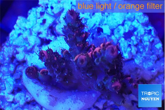 Acropora hyacinthus pink 2-4 cm WYSIWYG acclimaté