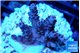 Acropora hyacinthus pink 2-4 cm WYSIWYG acclimaté