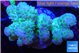 Pocillopora verrucosa green & pink 7-10 cm WYSIWYG acclimaté