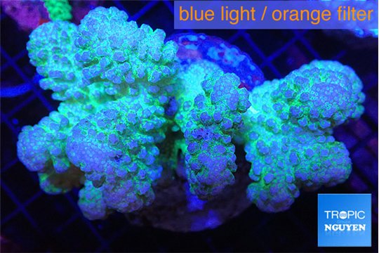 Pocillopora verrucosa green & pink 7-10 cm WYSIWYG acclimaté