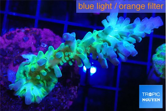 Acropora green purple Fijii 4-5 cm WYSIWYG acclimaté