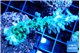 Acropora green purple Fijii 4-5 cm WYSIWYG acclimaté