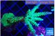 Acropora green & purple tip 5-7 cm WYSIWYG acclimaté