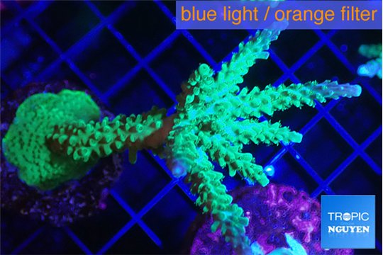 Acropora green & purple tip 5-7 cm WYSIWYG acclimaté