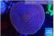 Turbinaria reniformis yellow polyps 6-9 cm WYSIWYG acclimaté