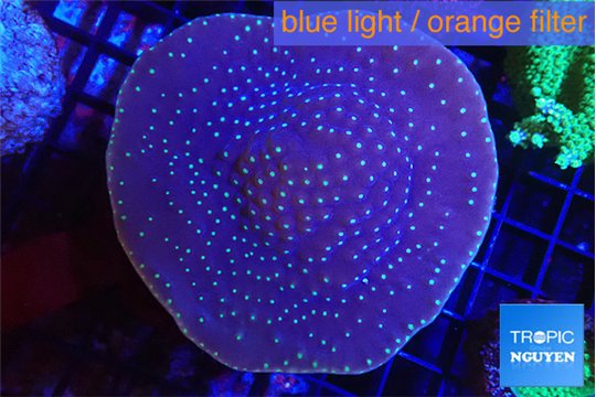 Turbinaria reniformis yellow polyps 6-9 cm WYSIWYG acclimaté