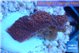 Montipora digitata red 2-3 cm WYSIWYG acclimaté