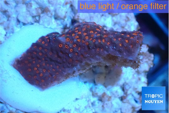 Montipora digitata red 2-3 cm WYSIWYG acclimaté