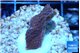 Montipora digitata red 2-3 cm WYSIWYG acclimaté