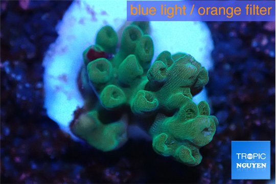 Acropora blue ice Fijii 1-3 cm WYSIWYG acclimaté