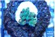 Acropora blue ice Fijii 1-3 cm WYSIWYG acclimaté
