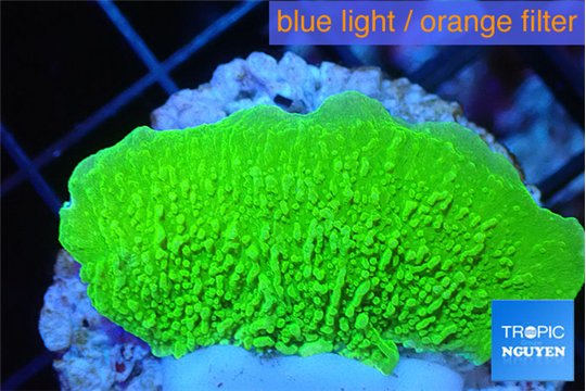 Montipora green cap 2-4 cm WYSIWYG acclimaté
