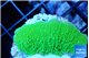 Montipora green cap 2-4 cm WYSIWYG acclimaté