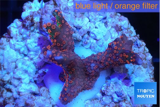 Montipora digitata red 2-3 cm WYSIWYG acclimaté