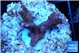 Montipora digitata red 2-3 cm WYSIWYG acclimaté