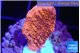 Montipora red cap 2-3 cm WYSIWYG acclimaté