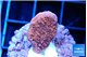 Montipora red cap 2-3 cm WYSIWYG acclimaté