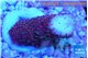 Montipora digitata red frag 2-3 cm WYSIWYG acclimaté
