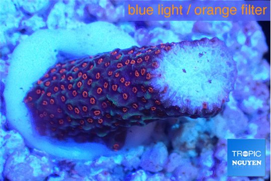 Montipora digitata red frag 2-3 cm WYSIWYG acclimaté