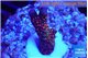Montipora digitata red 2-3 cm WYSIWYG acclimaté