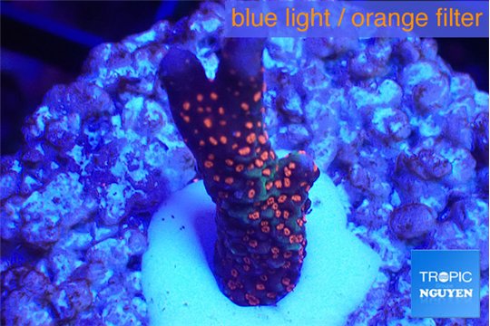 Montipora digitata red 2-3 cm WYSIWYG acclimaté