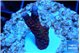 Montipora digitata red 2-3 cm WYSIWYG acclimaté