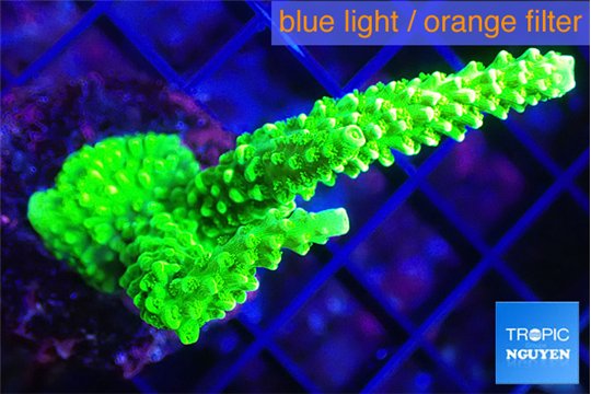 Acropora neon green 4-7 cm WYSIWYG acclimaté