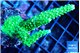 Acropora neon green 4-7 cm WYSIWYG acclimaté