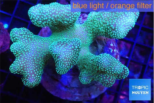 Stylophora green 7-11 cm WYSIWYG acclimaté