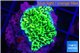 Montipora green 2-3 cm WYSIWYG acclimaté