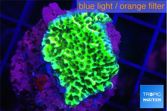 Montipora green 2-3 cm WYSIWYG acclimaté