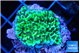 Montipora green 2-3 cm WYSIWYG acclimaté