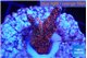Montipora digitata red 2-3 cm WYSIWYG acclimaté