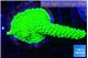 Acropora neon green 4-6 cm WYSIWYG acclimaté