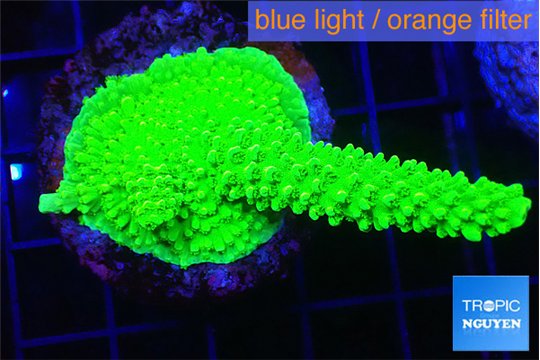 Acropora neon green 4-6 cm WYSIWYG acclimaté