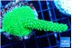 Acropora neon green 4-6 cm WYSIWYG acclimaté