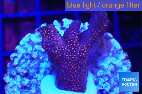 Montipora digitata red 2-3 cm WYSIWYG acclimaté