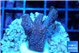 Montipora digitata red 2-3 cm WYSIWYG acclimaté