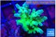 Acropora green & purple tip 3-5 cm WYSIWYG acclimaté