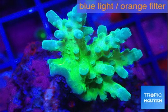 Acropora green & purple tip 3-5 cm WYSIWYG acclimaté