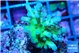 Acropora green & purple tip 3-5 cm WYSIWYG acclimaté