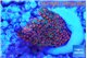 Montipora digitata red 2-3 cm WYSIWYG acclimaté