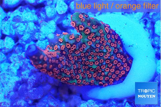 Montipora digitata red 2-3 cm WYSIWYG acclimaté