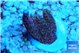 Montipora digitata red 2-3 cm WYSIWYG acclimaté