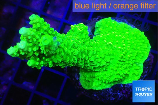 Acropora neon green 4-6 cm WYSIWYG acclimaté