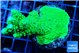 Acropora neon green 4-6 cm WYSIWYG acclimaté