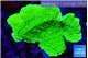 Montipora green cap 4-5 cm WYSIWYG acclimaté